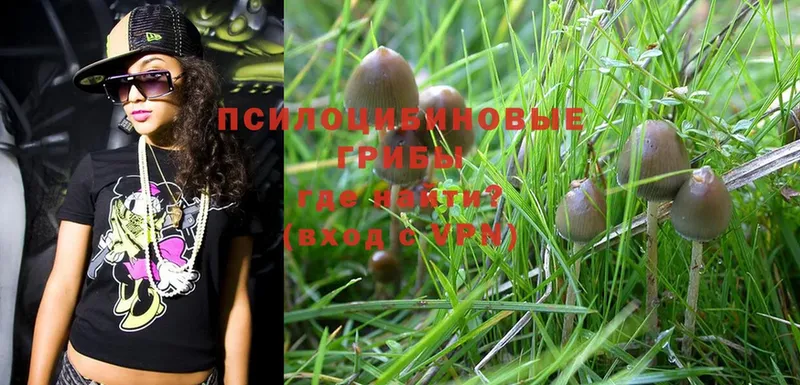 mega ссылки  Палласовка  Галлюциногенные грибы Psilocybe 